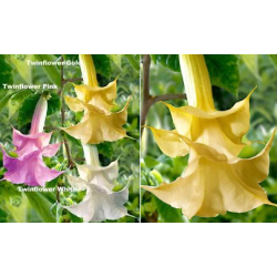 Brugmansija (pilnavidurė geltona) - Brugmansia twinflowers gold 2026 m