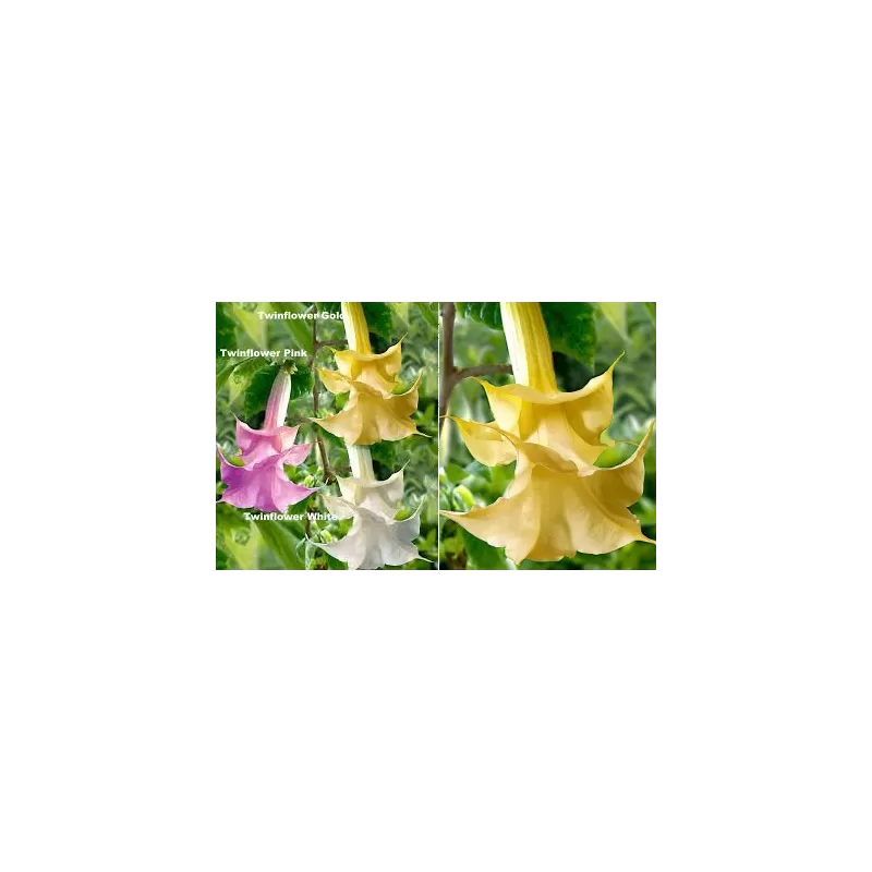 Brugmansija (pilnavidurė geltona) - Brugmansia twinflowers gold