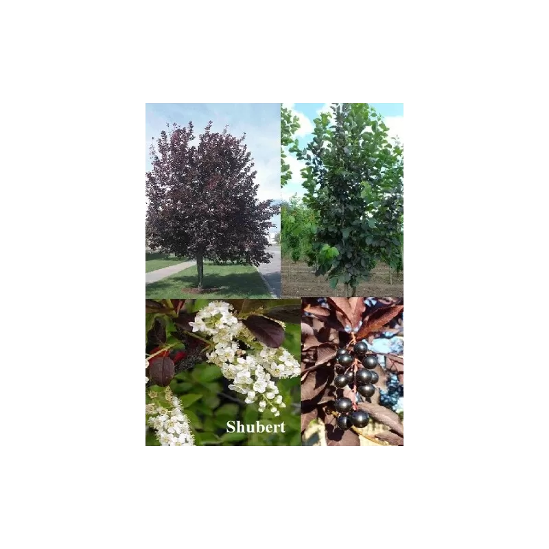 Virgininė ieva - Prunus virginiana Shubert P29C10 Rudas vazonas 80-120CM