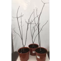 Virgininė ieva - Prunus virginiana Shubert P29C10 Rudas vazonas 80-120CM