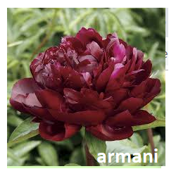 Bijūnų sodinukai internetu su pristatymu į namus