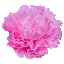 Bijūnas (žolinis) - Paeonia (lactiflora) DINNER PLATE 2-3 P12x12x19/C2