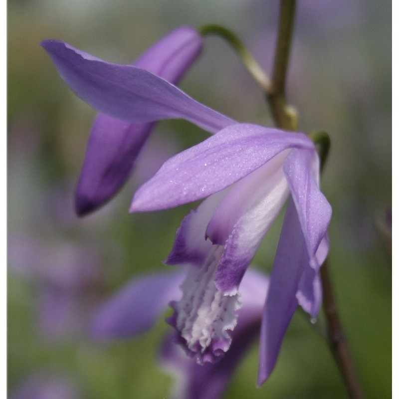 Sodo orchidėja - Bletilla striata Blue 2-3 ūgliai * žydės 2019 metų savaitę 20-30 P11 vazone
