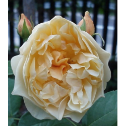 Rožė - Rosa GRAHAM THOMAS®