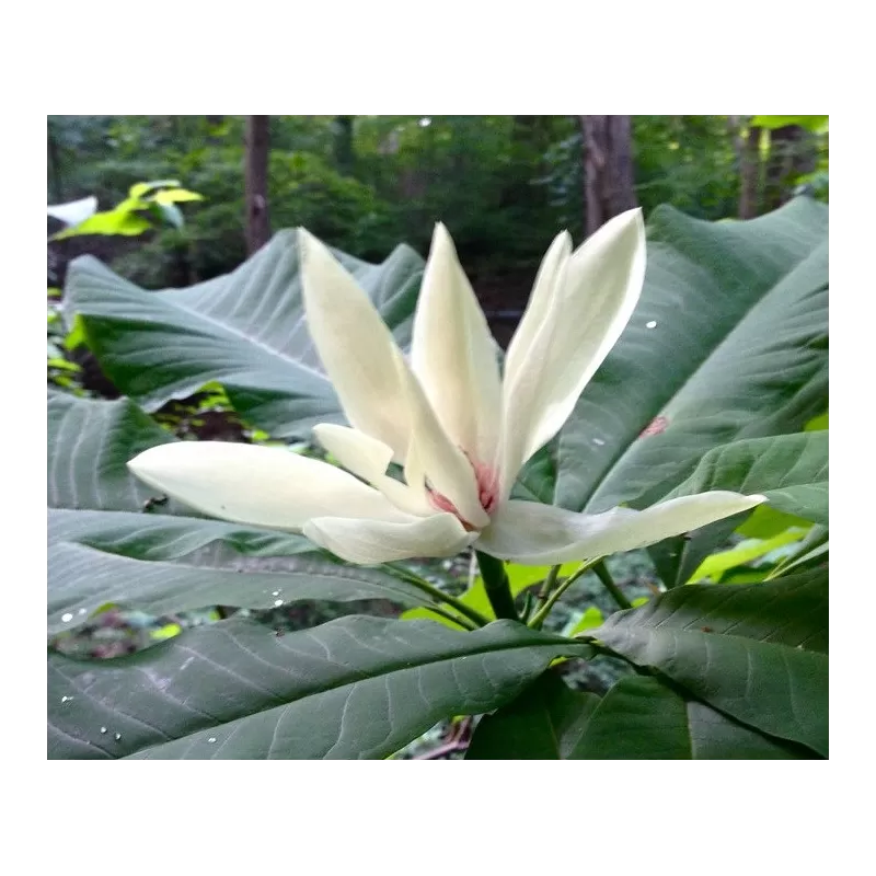 Išankstinis augalų užsakymas internetu
