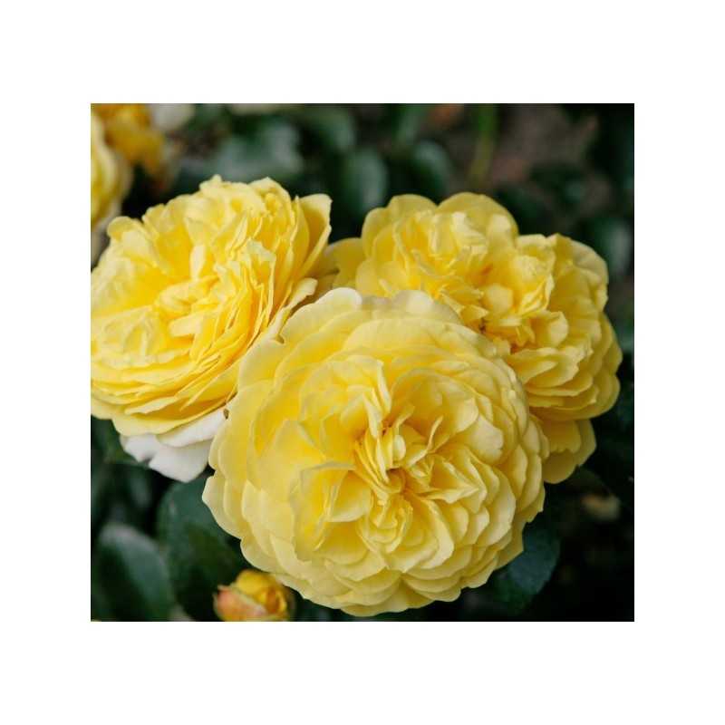 Rožė - Rosa SOLERO