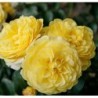 Rožė - Rosa SOLERO