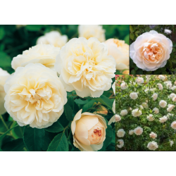 Rožė - Rosa LICHFIELD ANGEL ®