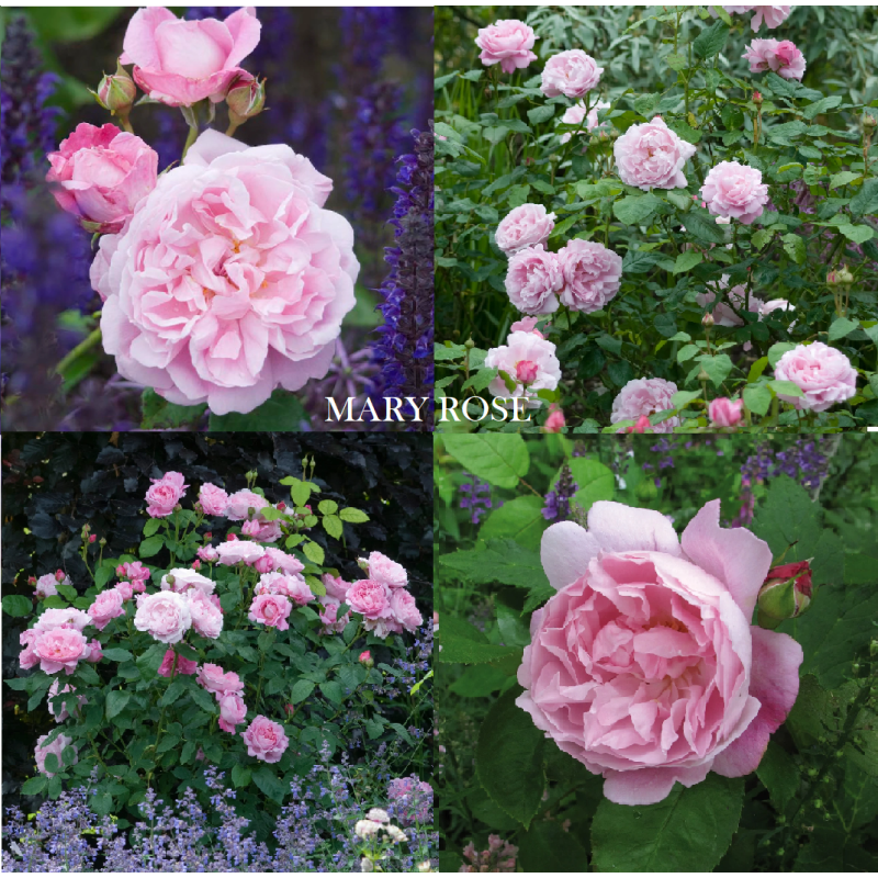 Rosa MARY ROSE ®