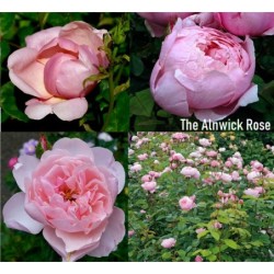 Rosa THE ALNWICK ROSE ®
