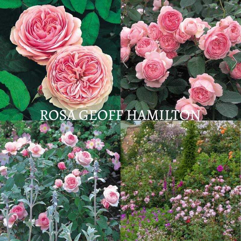 Rožė - Rosa GEOFF HAMILTON ® (Ausham) David Austin®