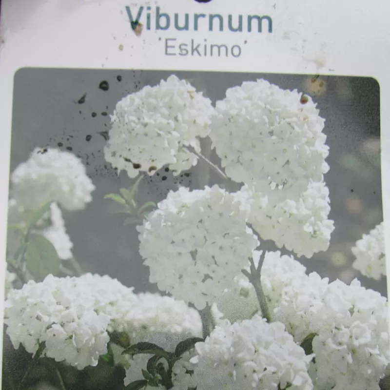 Putinas ESKIMO - Viburnum ESKIMO 26Ø 70cm w55