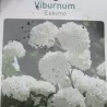 Putinas ESKIMO - Viburnum ESKIMO 26Ø 70cm w55