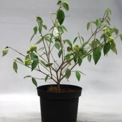 Putinas ESKIMO - Viburnum ESKIMO 26Ø 70cm w55