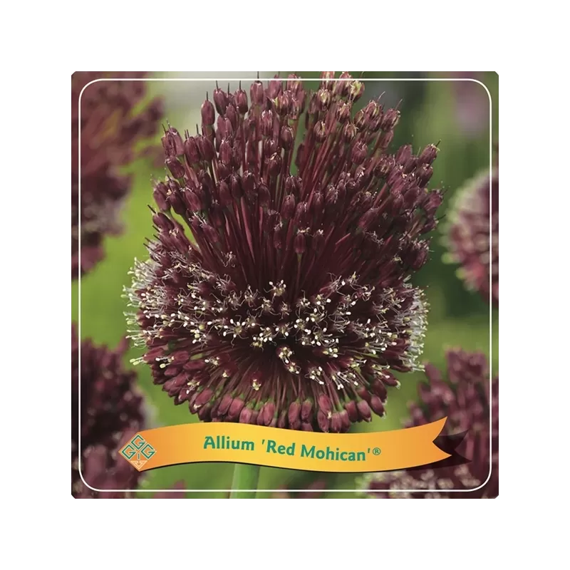 Dekoratyvinis česnakas - Allium RED MOHICAN P21C4