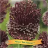 Dekoratyvinis česnakas - Allium RED MOHICAN