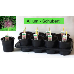 Dekoratyvinis česnakas - Allium shubertii P14 gyva foto...