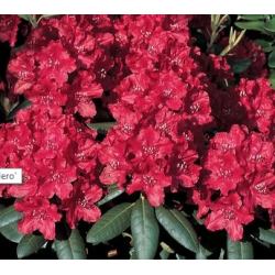 Rododendras - Rhododendron Trocadero P28 100+cm 3+st