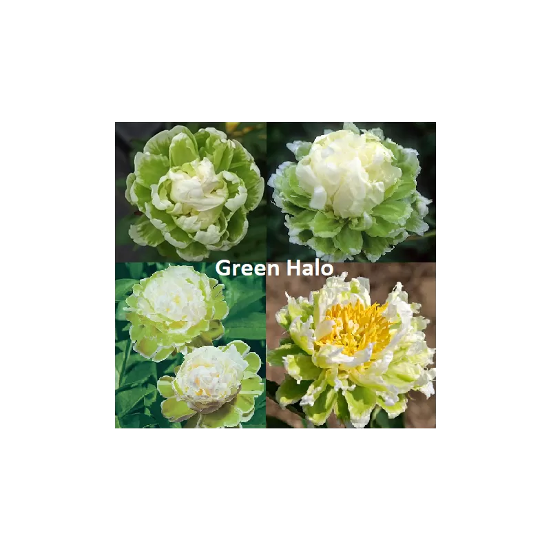 Bijūnų Green Halo sodinukai su pristatymu į namus