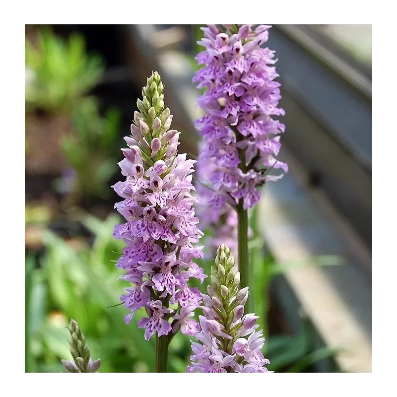 Lauko orchidėjos internetu