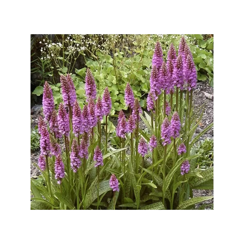 Lauko orchidėjos internetu