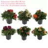 Alstroemeria Colorita mix p17 25cm