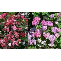 Krūminė hortenzija - Hydrangea serrata PREZIOSA