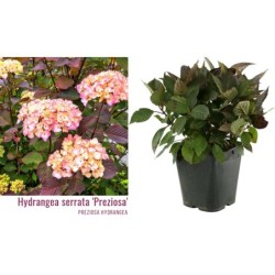 Krūminė hortenzija  - Hydrangea serrata PREZIOSA