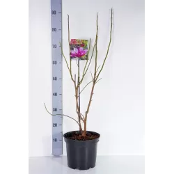 Magnolijų Betty sodinukai su pristatymu į namus