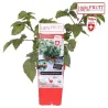 Gervuogė (bedyglė, ankstyva, žemaūgė, iki 1 metro) - Rubus fruticosus LITTLE BLACK PRINCE LUBERA (Šveicarija) 15Ø 55cm