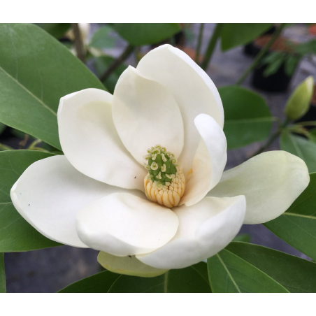 Magnolia grandiflora FRANCOIS TREYVE