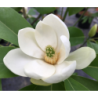 Stambiažiedė magnolija - Magnolia grandiflora FRANCOIS TREYVE