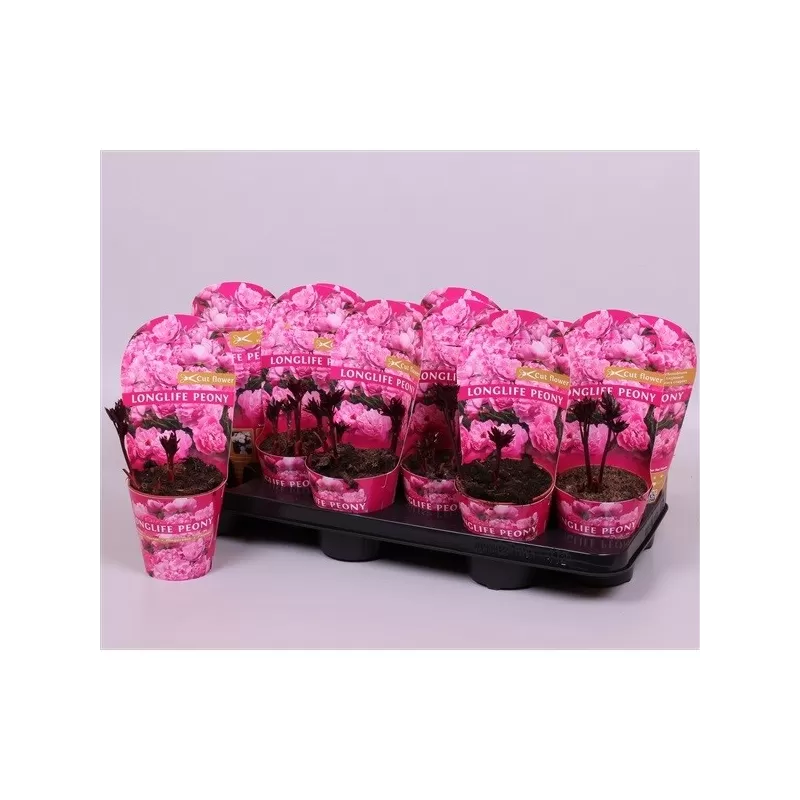 Paeonia Longlife PINK