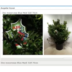Melsvasis bugienis (moteriškas) - Ilex meservae Blue Maid P32C12 70x70CM FORM. SUPER KAINA