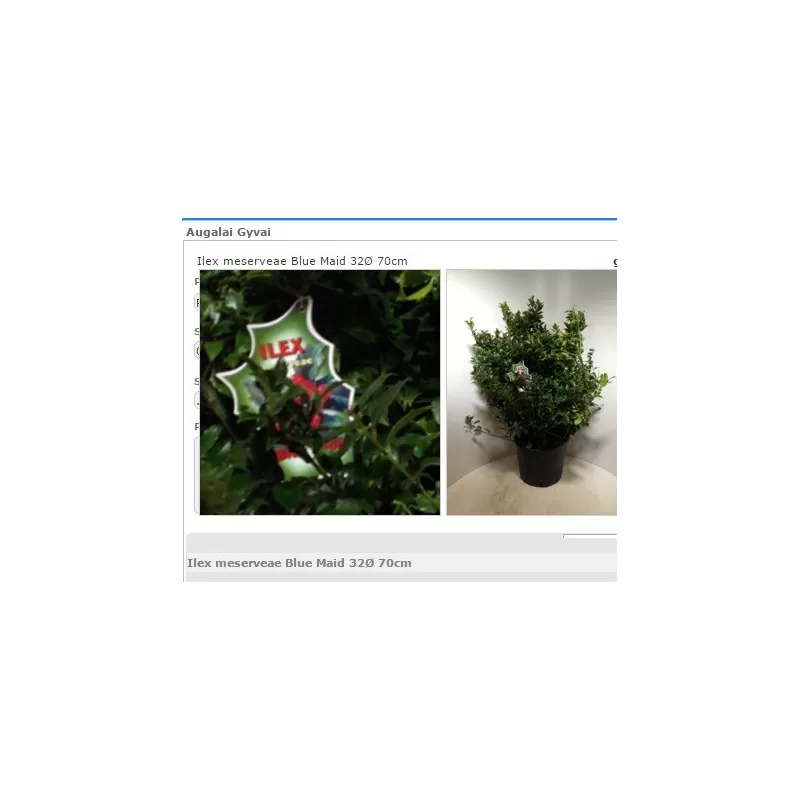 Melsvasis bugienis (moteriškas) - Ilex meservae Blue Maid P32C12 70x70CM FORM. SUPER KAINA
