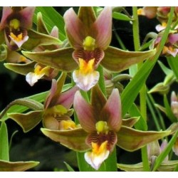 Lauko orchideja -  Epipactis gigantea x palustris "Sabine"...