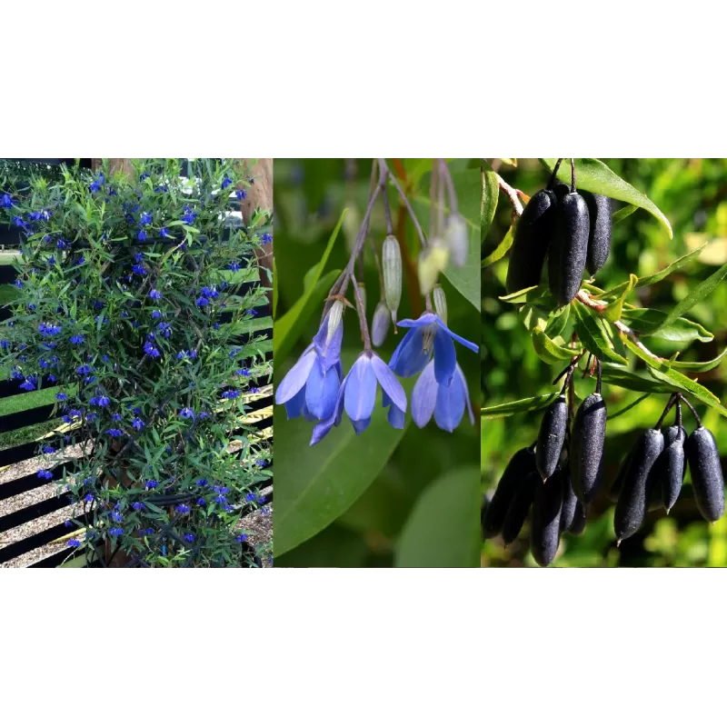 Retų ir egzotinių augalų prekyba internetu ir pristatymas į namus