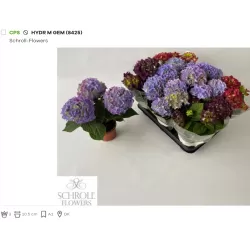 Darželinės hortenzijos Endless Summer Bloomstar su pristatymu į namus