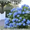 Darželinės hortenzijos Endless Summer Bloomstar su pristatymu į namus
