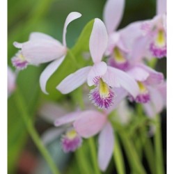 Sodo orchidėja - Pogonia ophioglossoides 2-4 ūgliai * žydės...