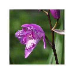 Sodo orchidėja - Bletilla Tri-lips *** NAUJIENA *** 2-3...
