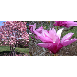 Magnolija - Magnolia Betty C5/P23 60-80 CM tams. roz. x1
