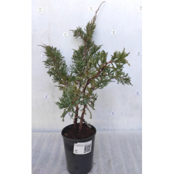 Žvynuotasis kadagys Holger - Juniperus squamata 'Holger' P15C2 55CM gyva foto 2021-10-22