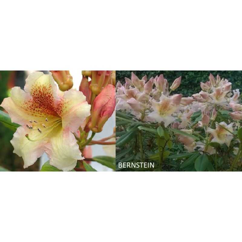 Rododendras - Rhododendron Bernstein P21 C4 30-40CM