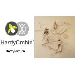 Lauko orchidėja - HardyOrchid® Dactylorhiza fuchsii