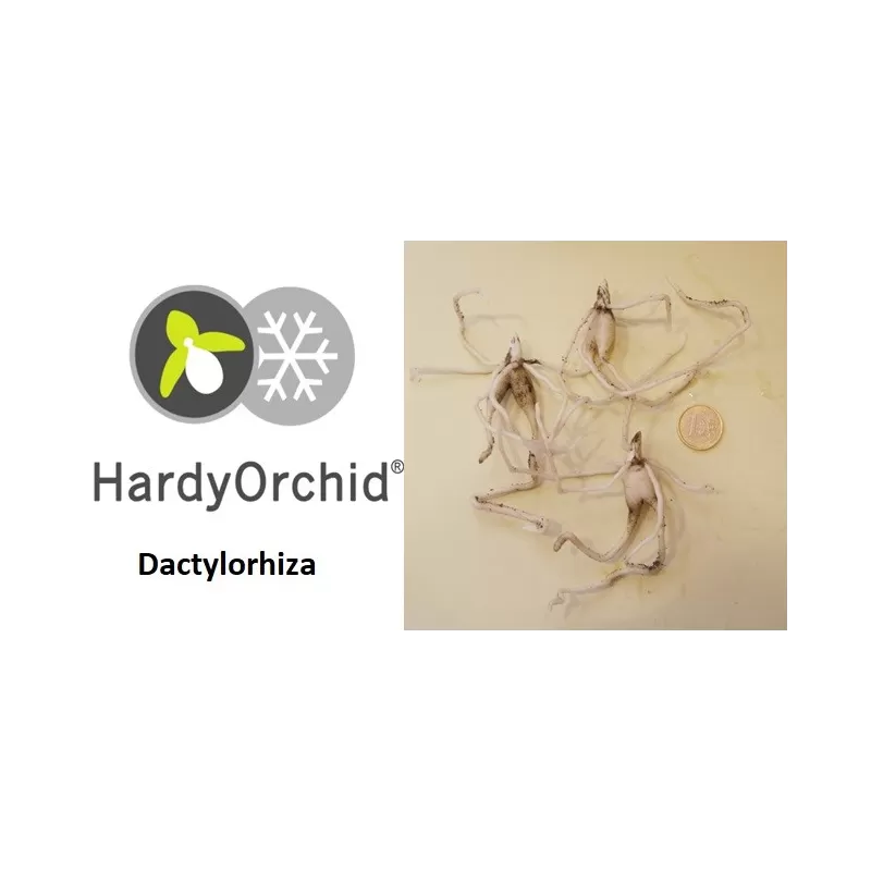 Lauko orchidėja - HardyOrchid® Dactylorhiza maculata