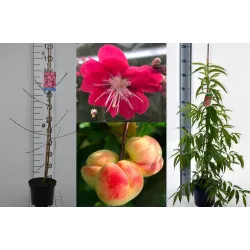 Prunus persica MELRED