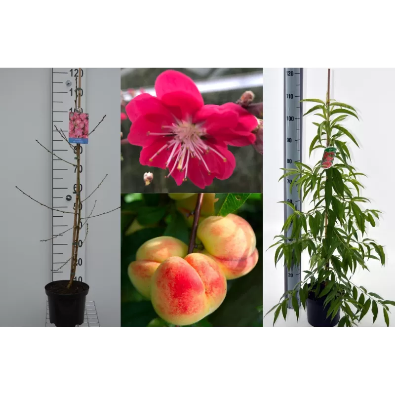 Persikai ir nektarinai internetu su pristatymu į namus