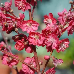 Persikai ir nektarinai internetu su pristatymu į namus