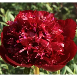Bijūnas (hibridas) - Paeonia (Hybrids) Burst of Joy DYDIS 3-5 GR ŠEMET